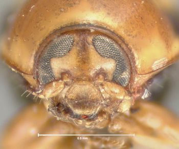 Media type: image; Entomology 9270   Aspect: head frontal view